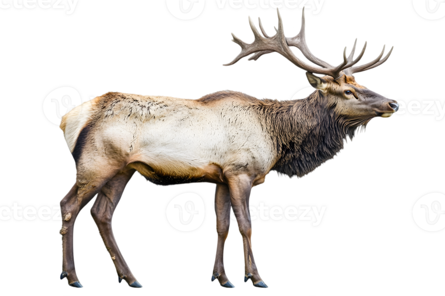 Majestic Elk with Large Antlers Standing Proudly on Transparent Background Detailed Wildlife Portrait Isolated For Creative Projects png