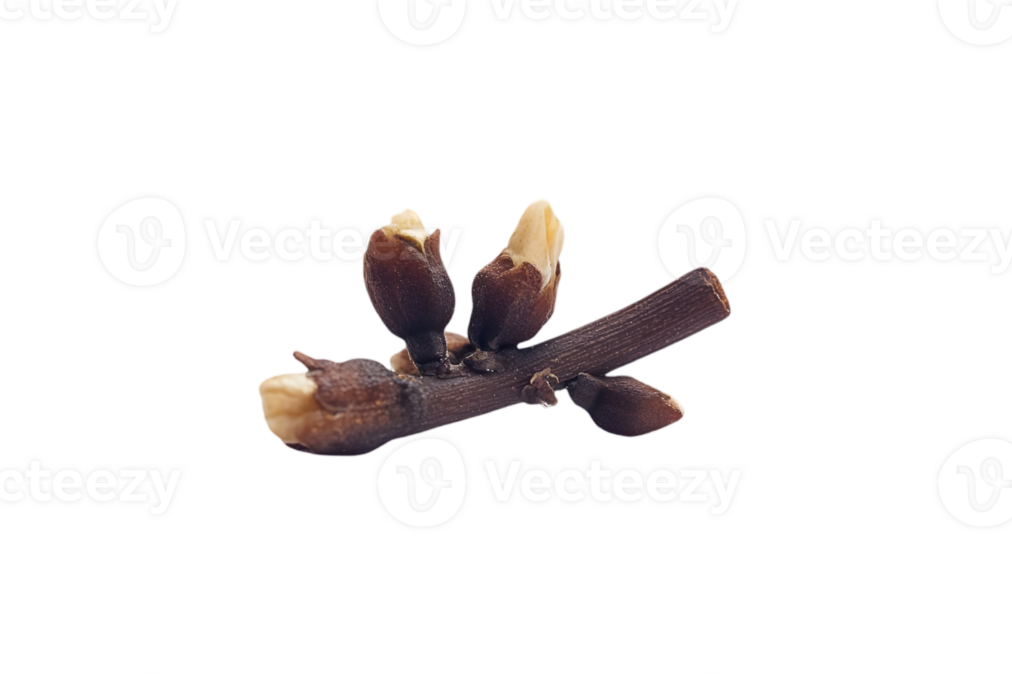 Macro Shot of a Brown Twig with Buds on Transparent Background Featuring Spring Growth and Natural Details in Clear Focus png