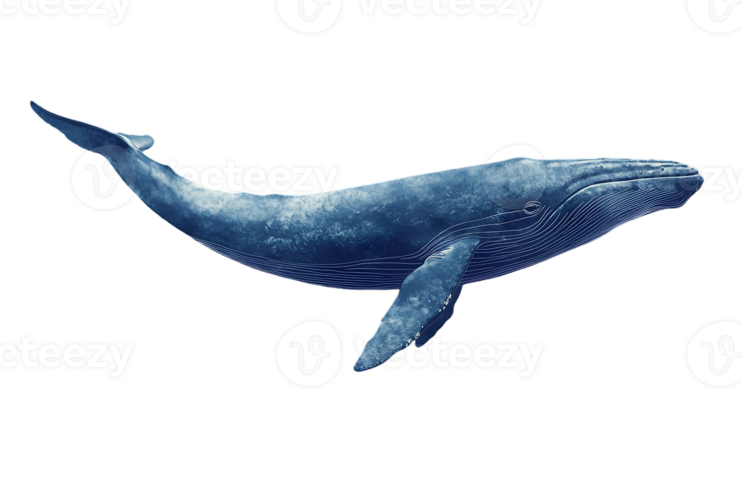 Majestic Humpback Whale Swimming Freely in a Transparent Background Illustration Isolated Blue Aquatic Giant Creature In Open Water png