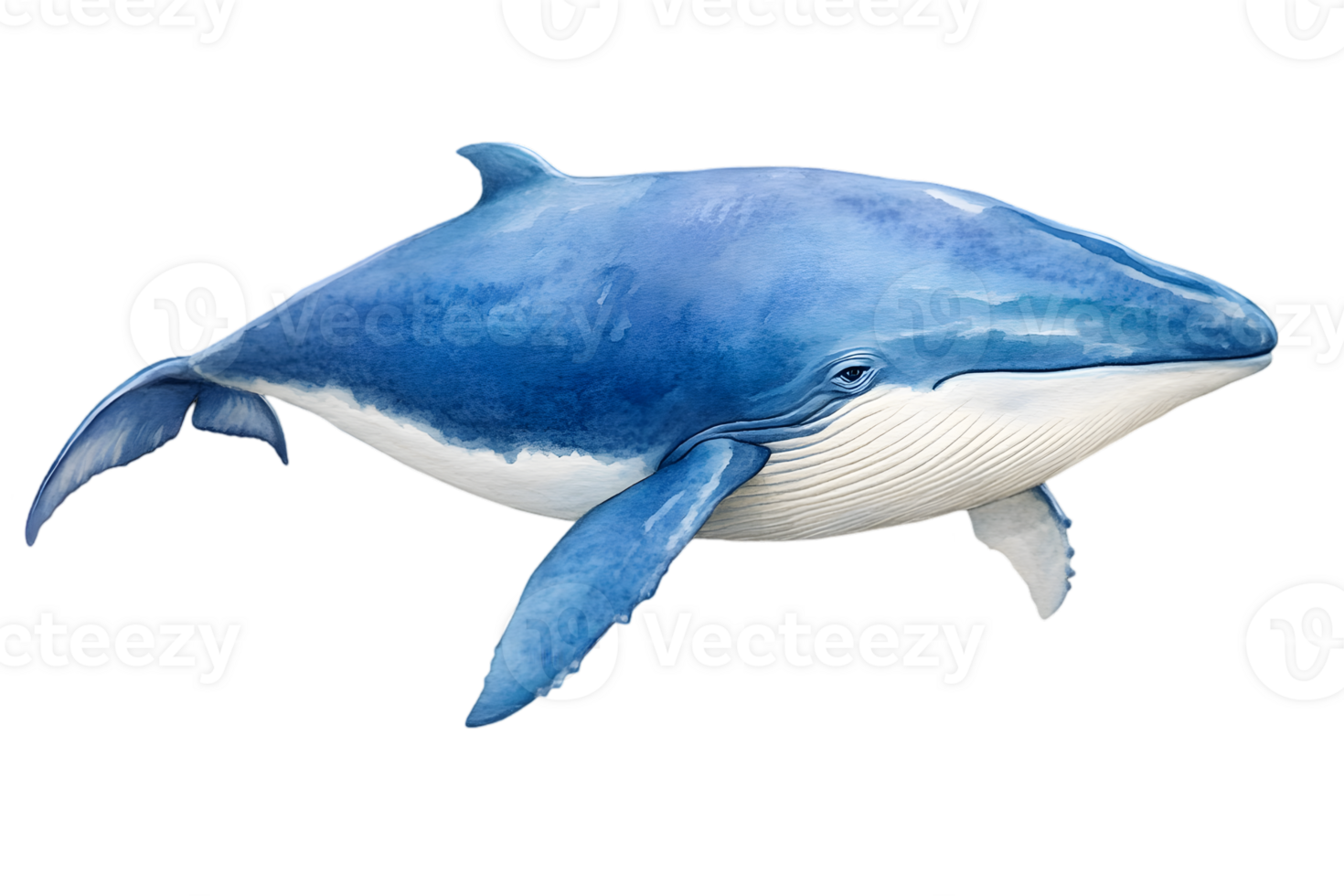 Majestic Blue Whale Swimming Peacefully Isolated on Transparent Background Detailed Marine Mammal Aquatic Wildlife Sea Animal Watercolor Art Design png