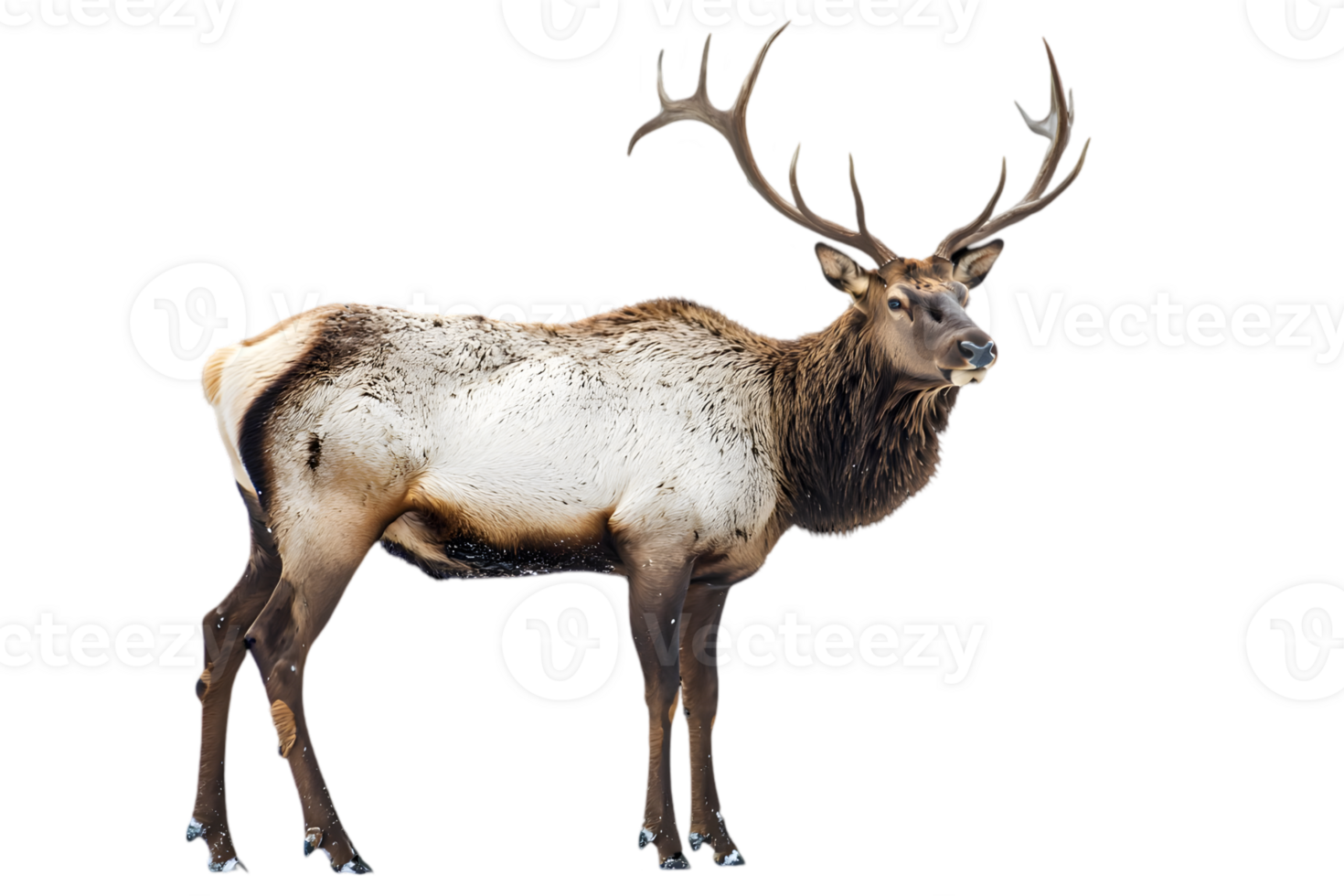 Majestic Elk Standing Covered in Snow with Large Antlers in Transparent Background png
