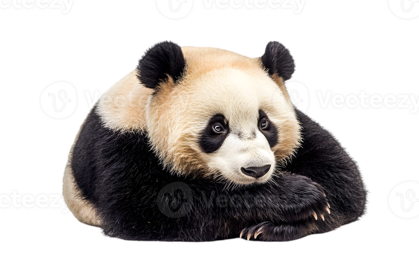 Adorable Baby Panda Portrait png