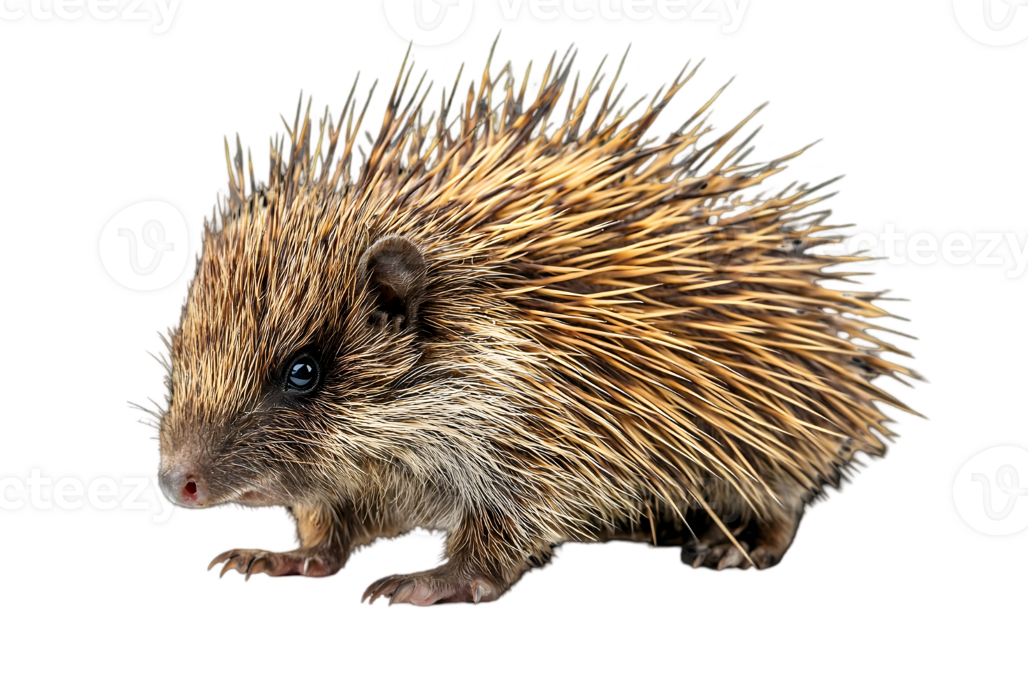 Adorable Baby Hedgehog Profile View png