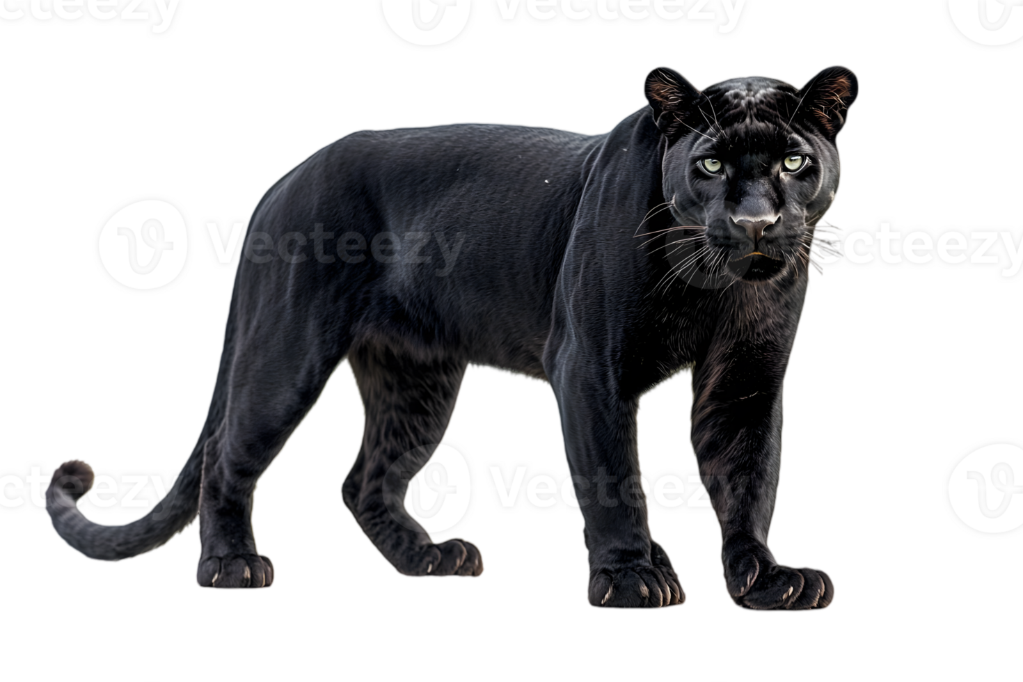 Black Panther Portrait png