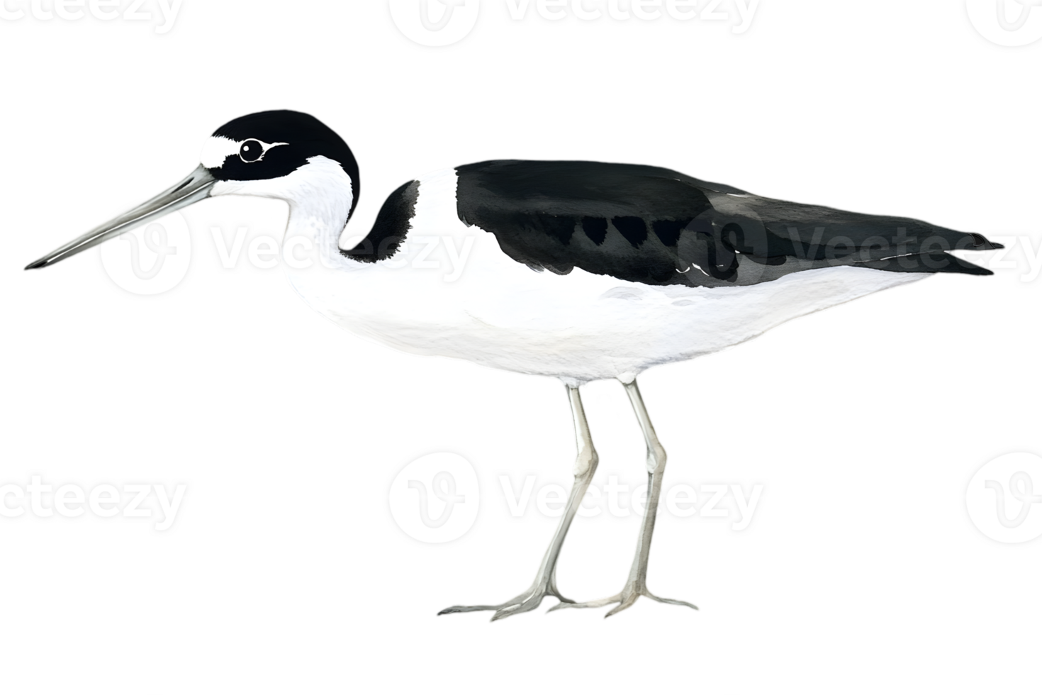 Black And White Bird Profile png