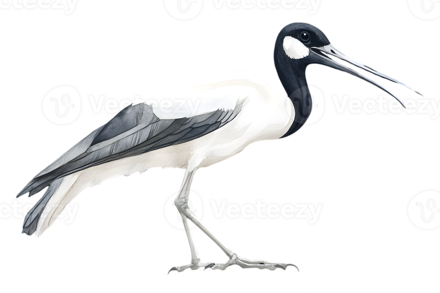 Black And White Ibis Side Profile png