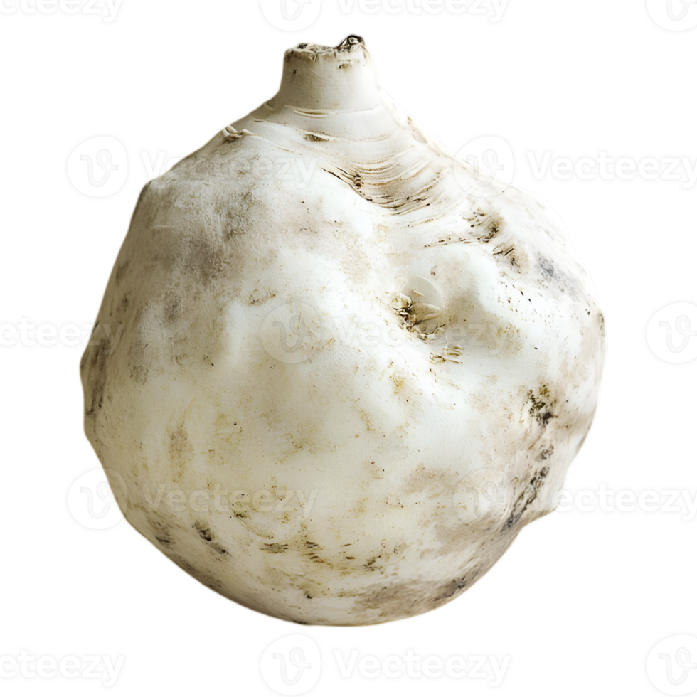 Close Up Of A Single White Bulb Vegetable png