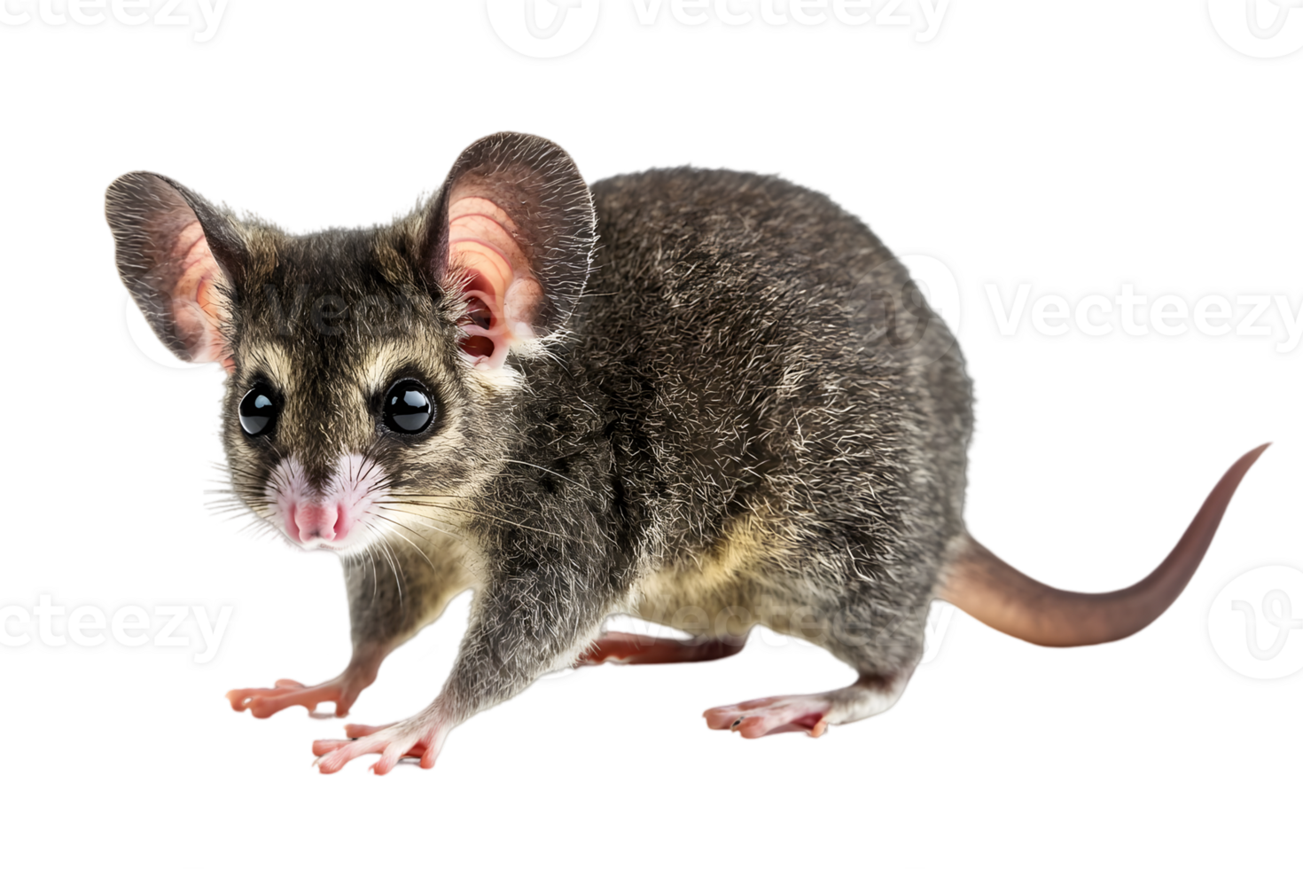 Close Up Portrait Of A Small Mouse png