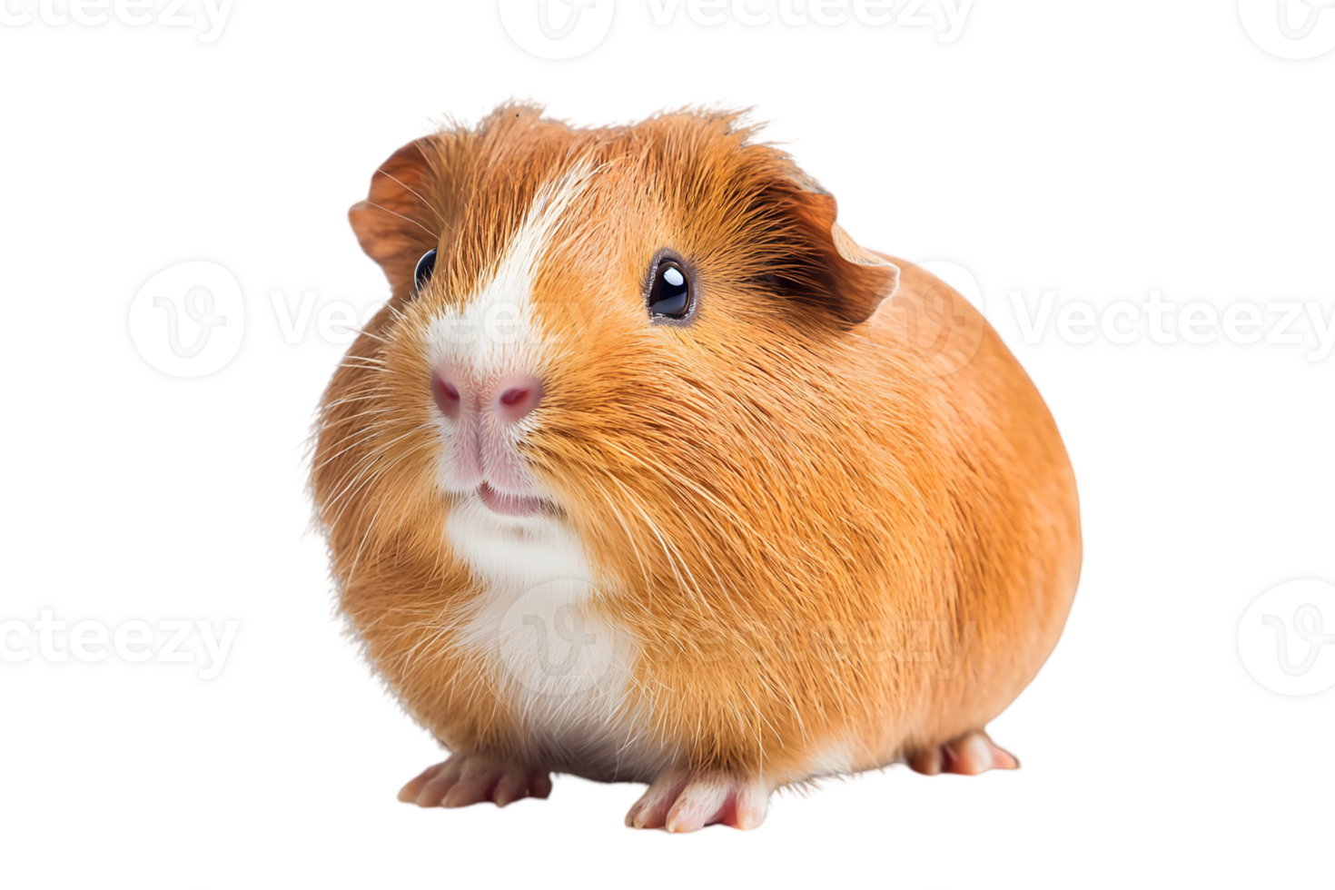 Close Up Portrait Of A Guinea Pig png