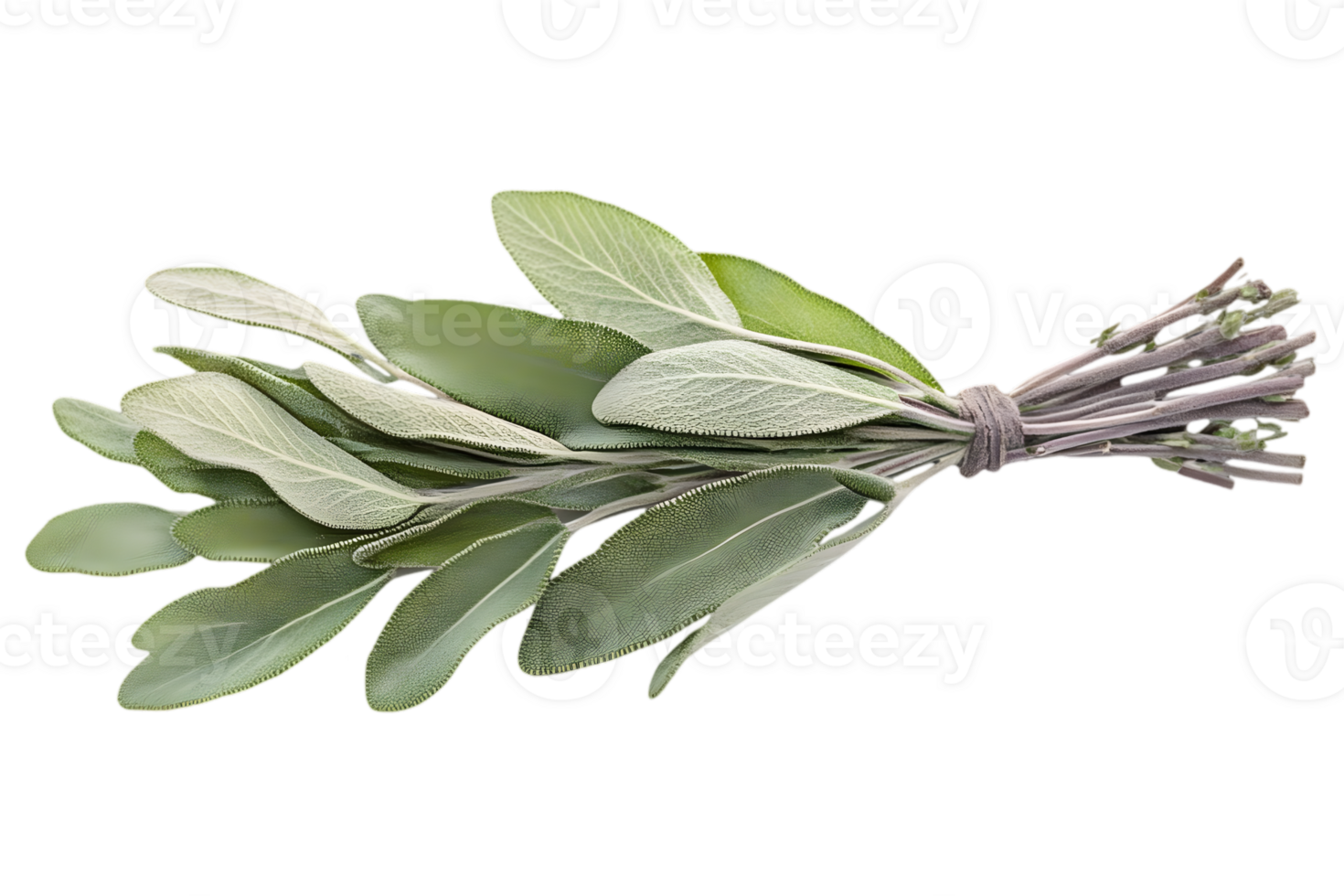 Bunch Of Fresh Sage Leaves png