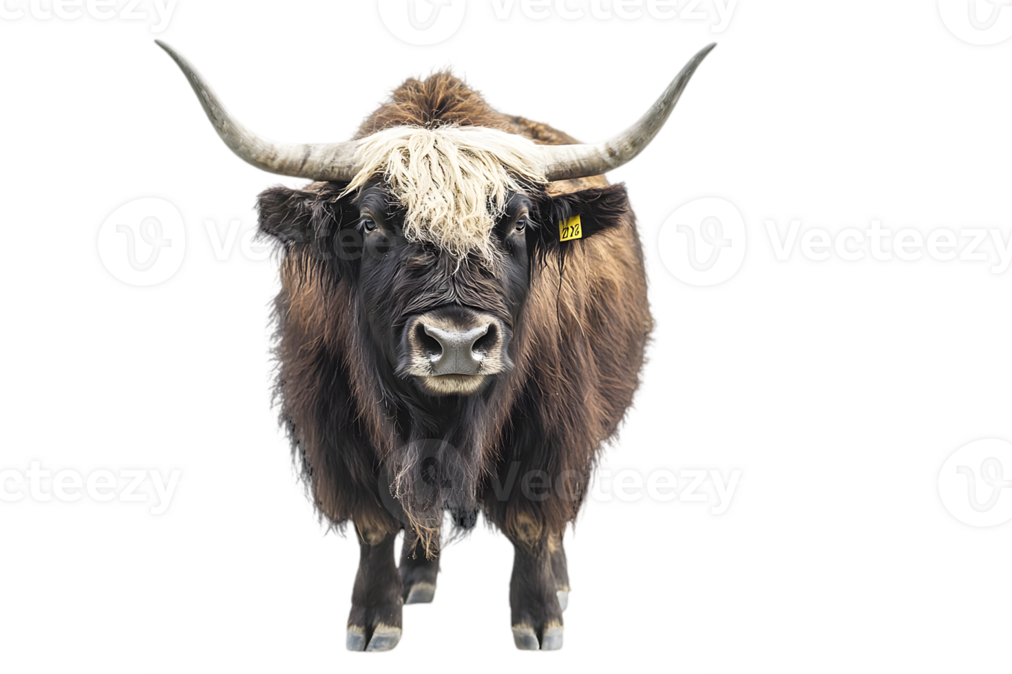 Closeup Portrait Of A Yak png