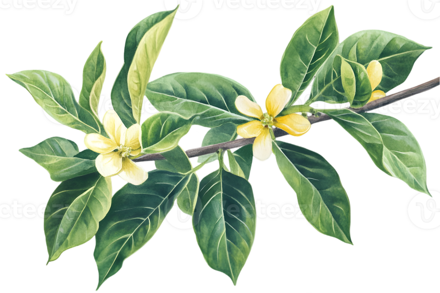 Delicate Branch With Yellow Flowers And Green Leaves png