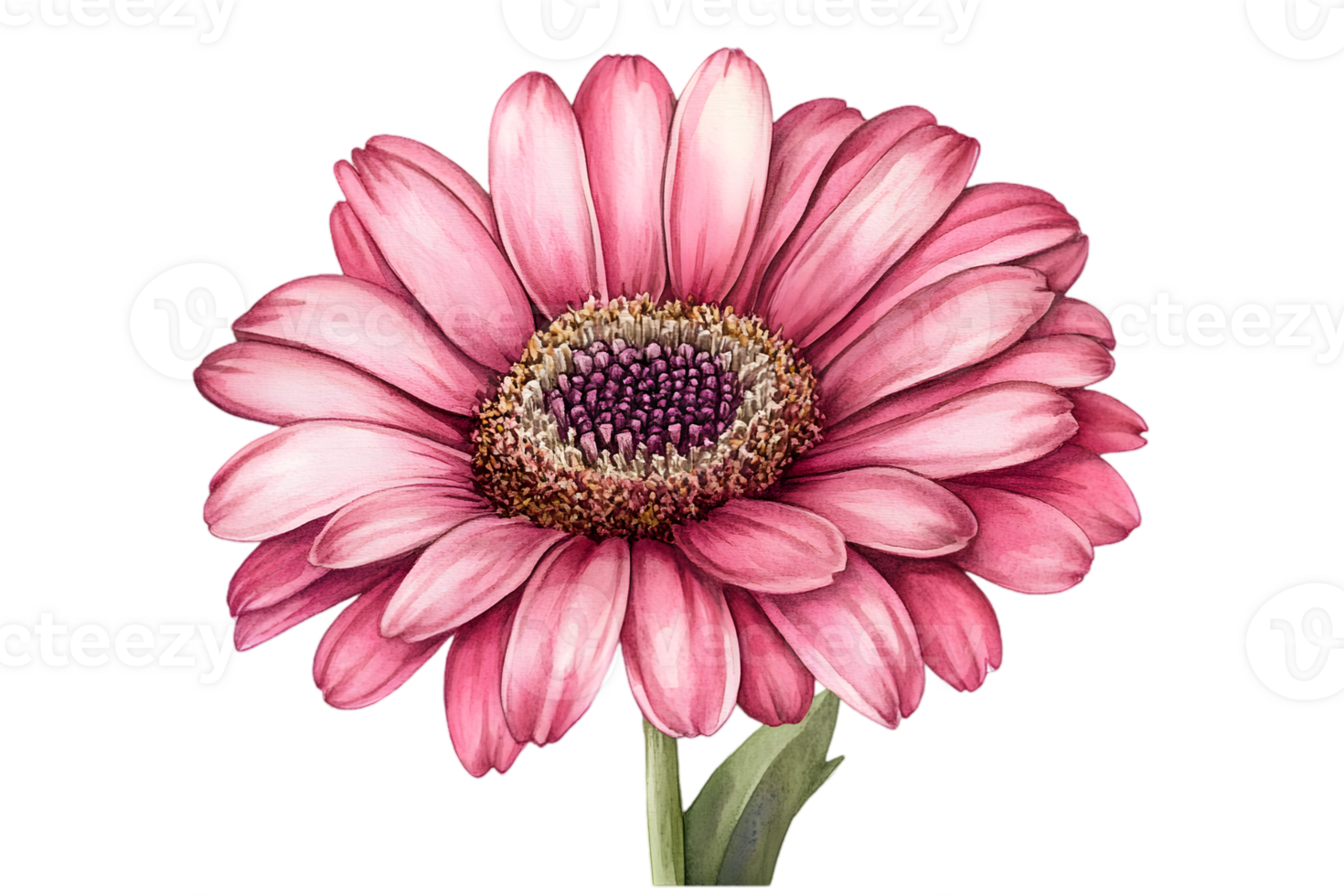 Delicate Pink Gerbera Daisy Illustration png