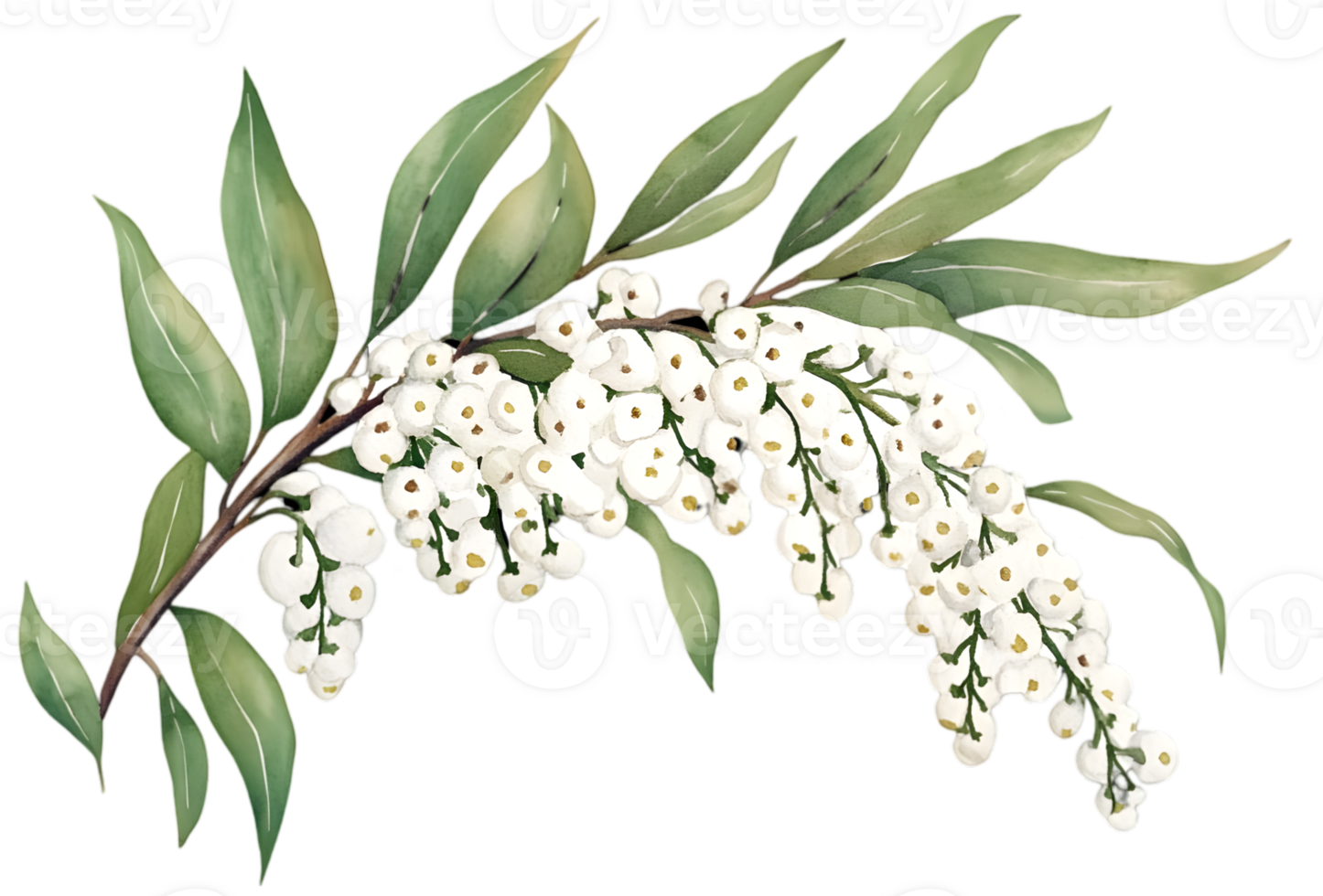 Delicate White Flower Branch With Green Leaves png