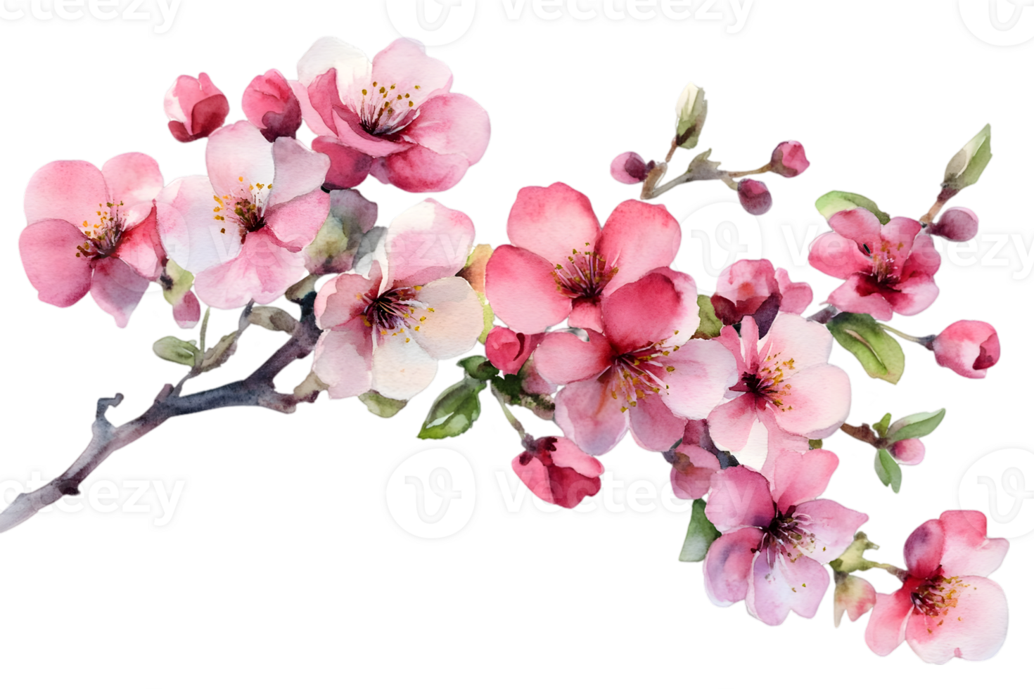 Delicate Watercolor Cherry Blossom Branch png