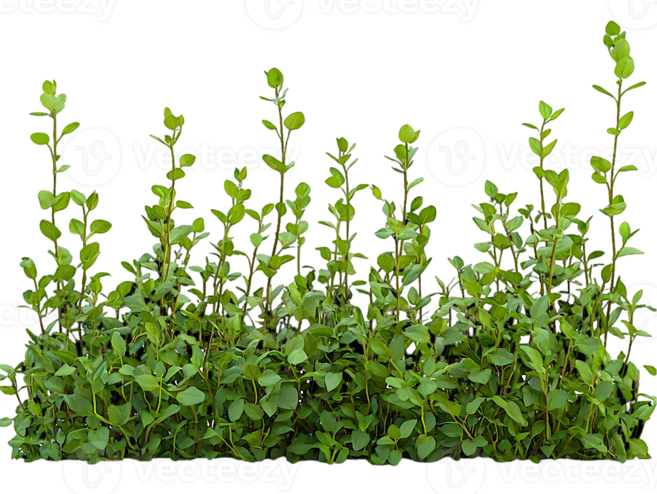 Dense Row Of Green Bushes On Black Background png