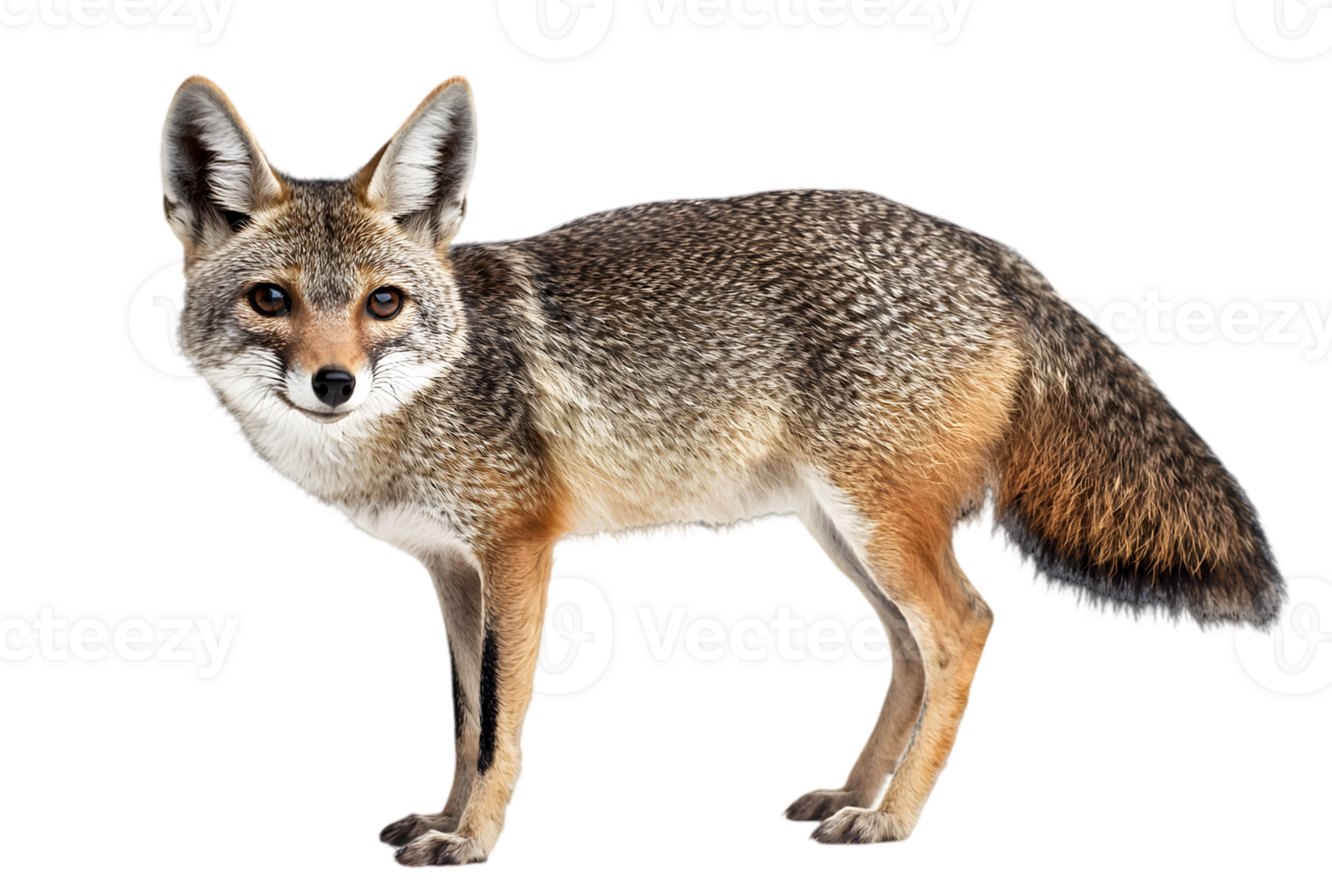 Desert Fox Portrait Against Black Background png
