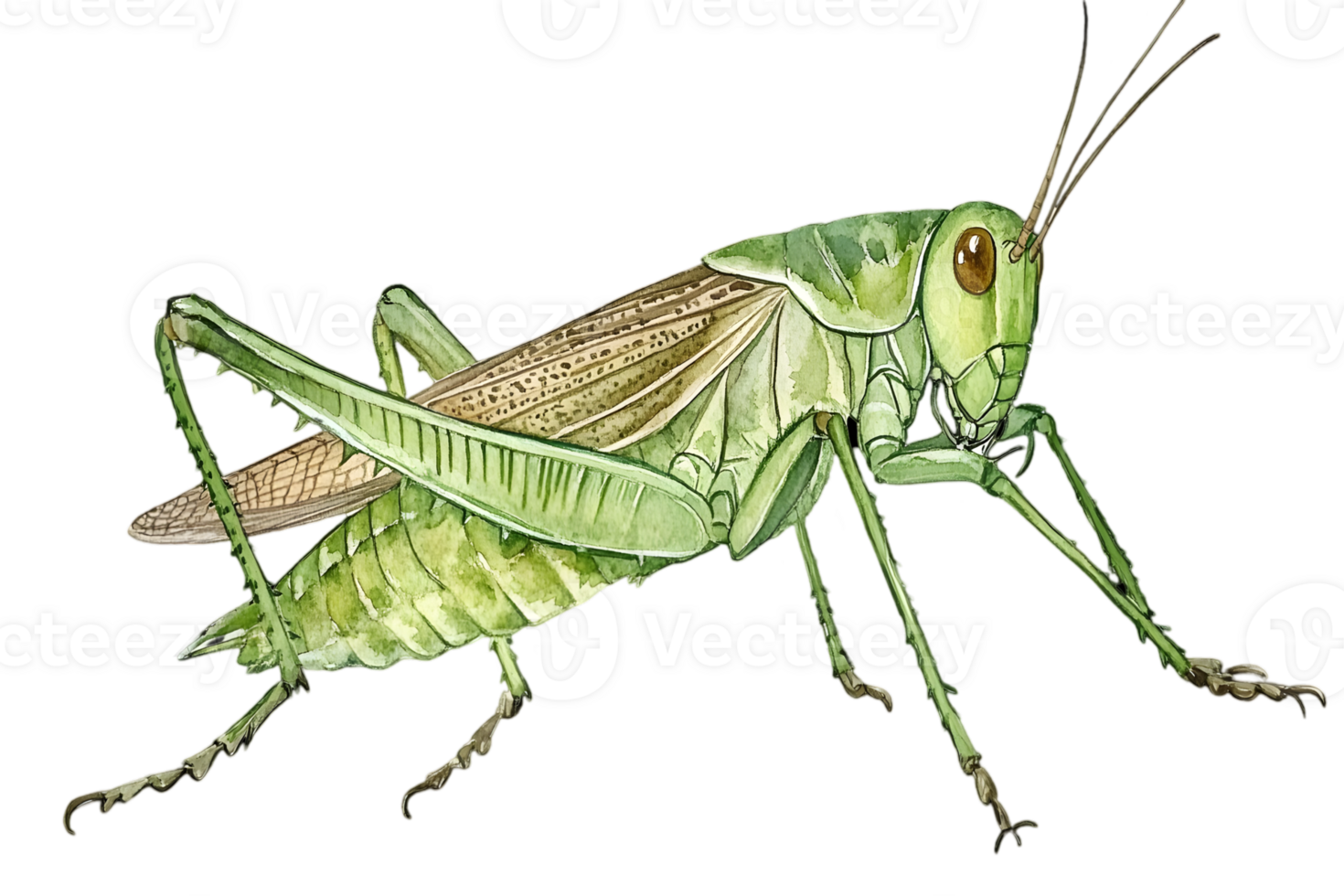 Detailed Illustration Of A Green Grasshsopper png