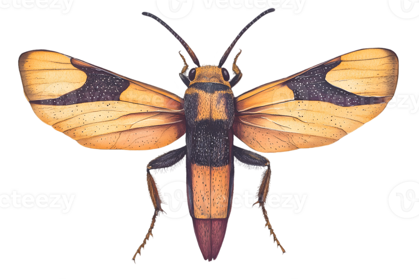Detailed View Of A Winged Insect png