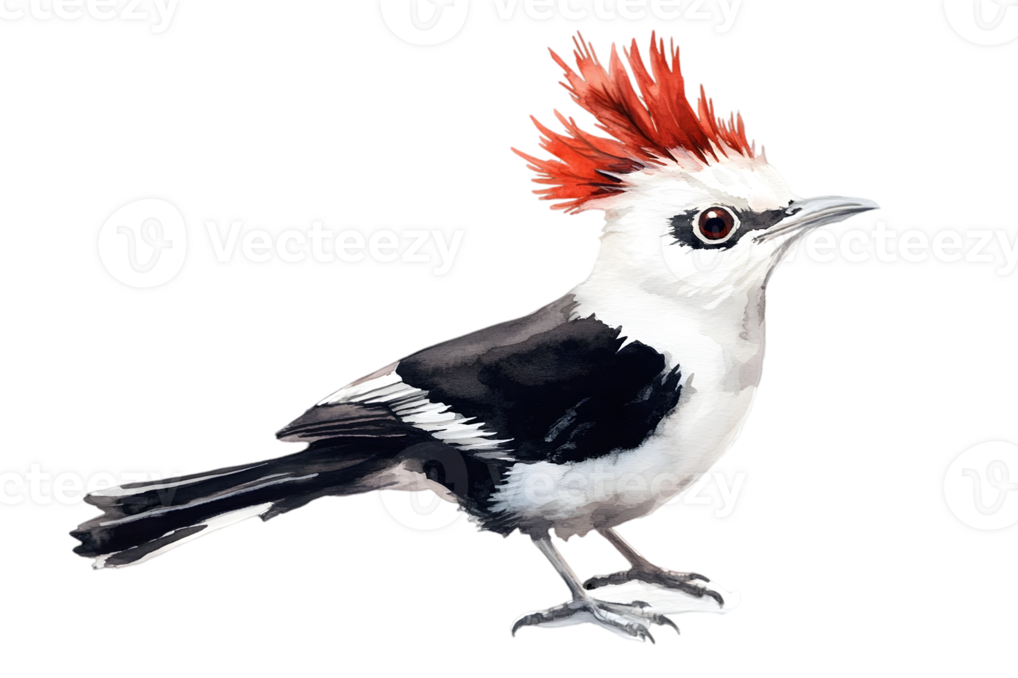 Detailed Illustration Of A Tropical Bird With Red Crest png