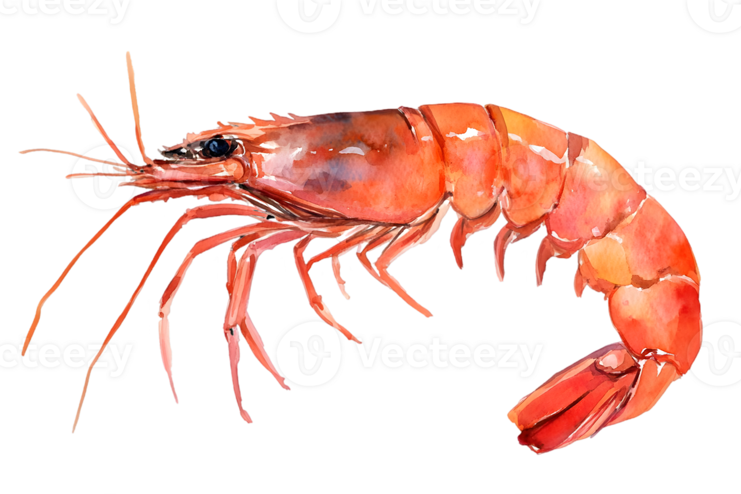 Detailed Watercolor Shrimp Illustration png