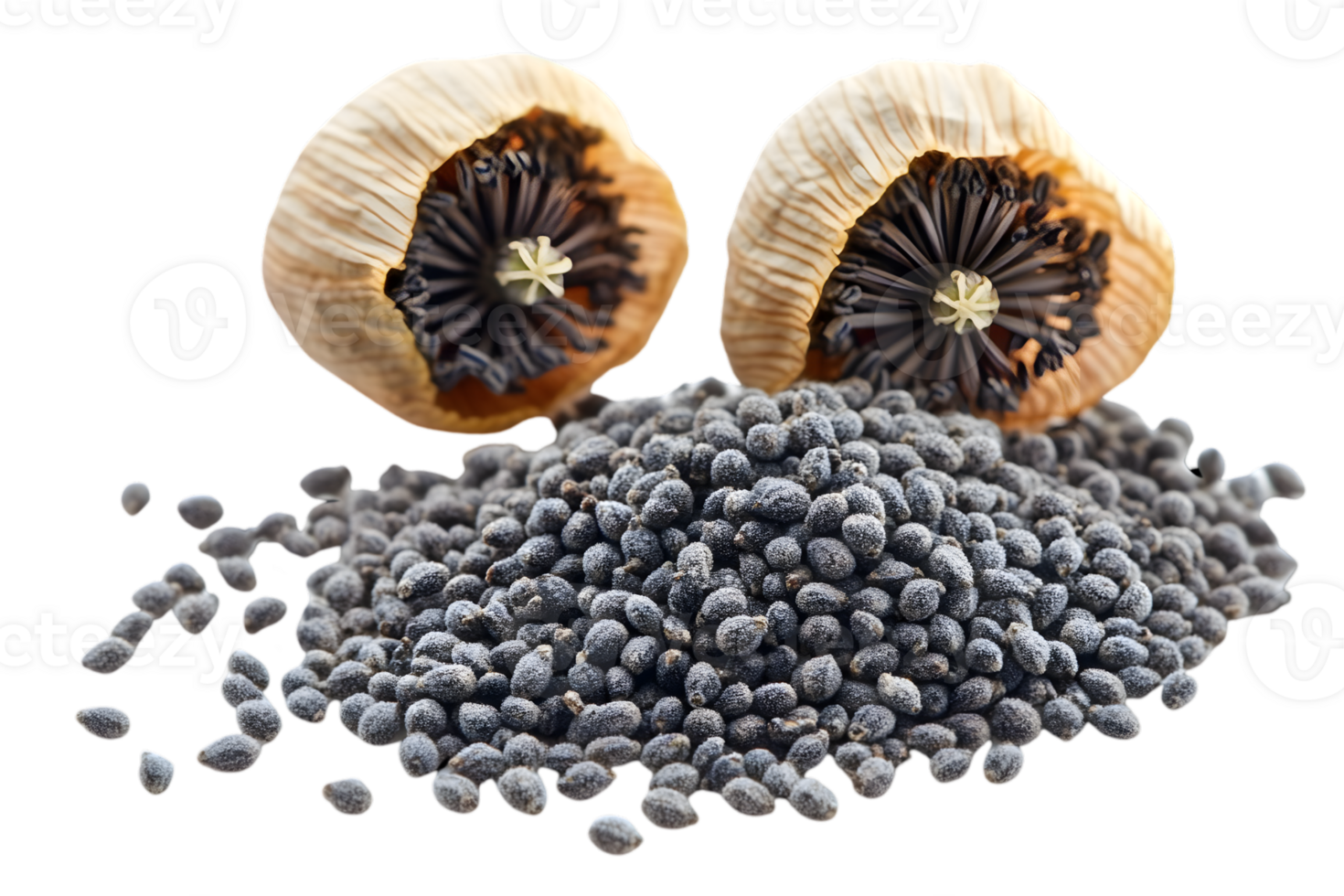 Dried Poppy Seeds and Pods png