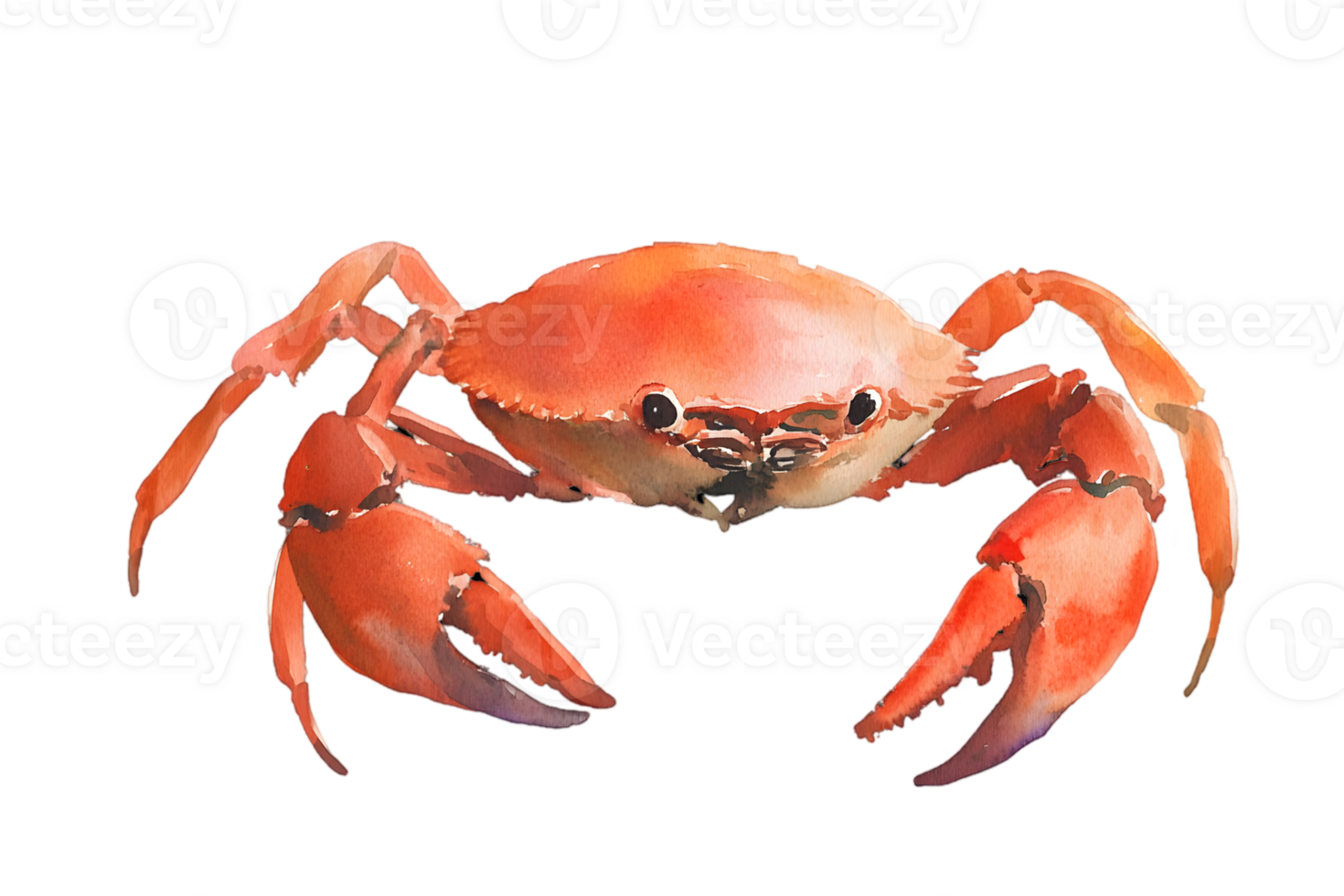 Detailed Watercolor Painting Of A Red Crab png