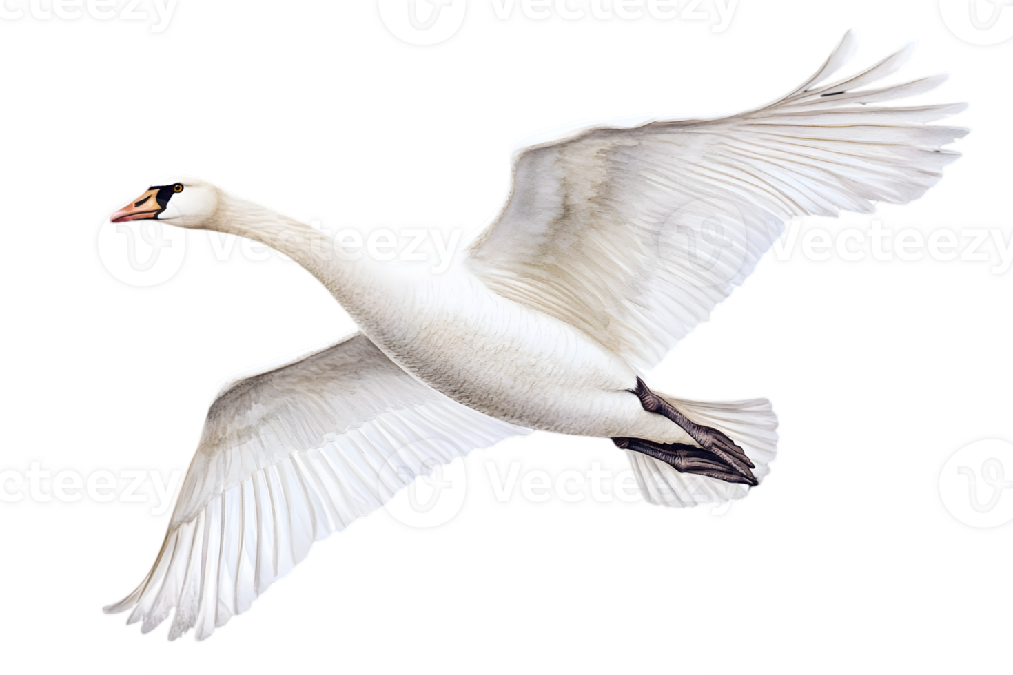 Flying White Swan In Flight png