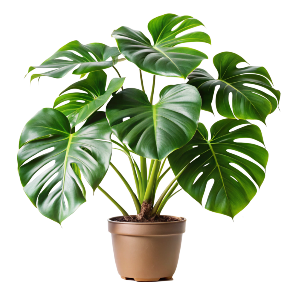 Lush Green Monstera Deliciosa Houseplant in Brown Pot Against Black Background png