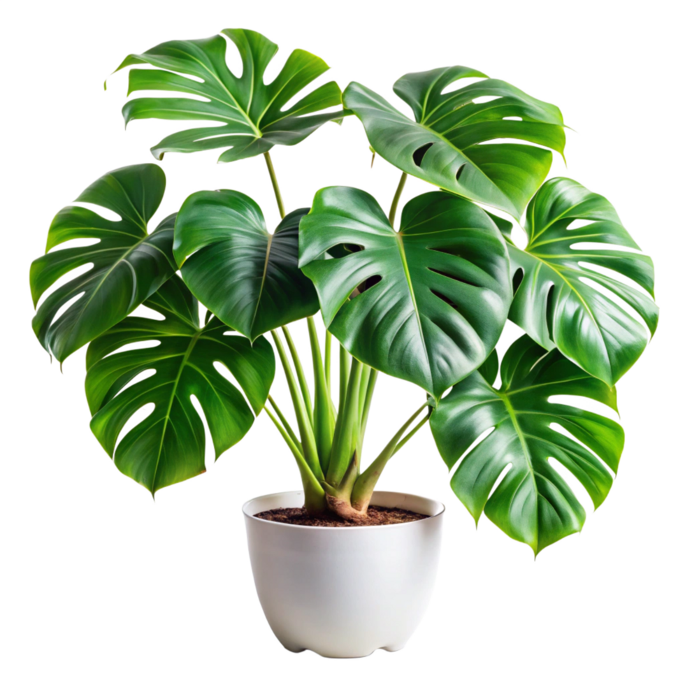 Lush Green Monstera deliciosa Plant in a White Pot, Vibrant Tropical Foliage Houseplant png