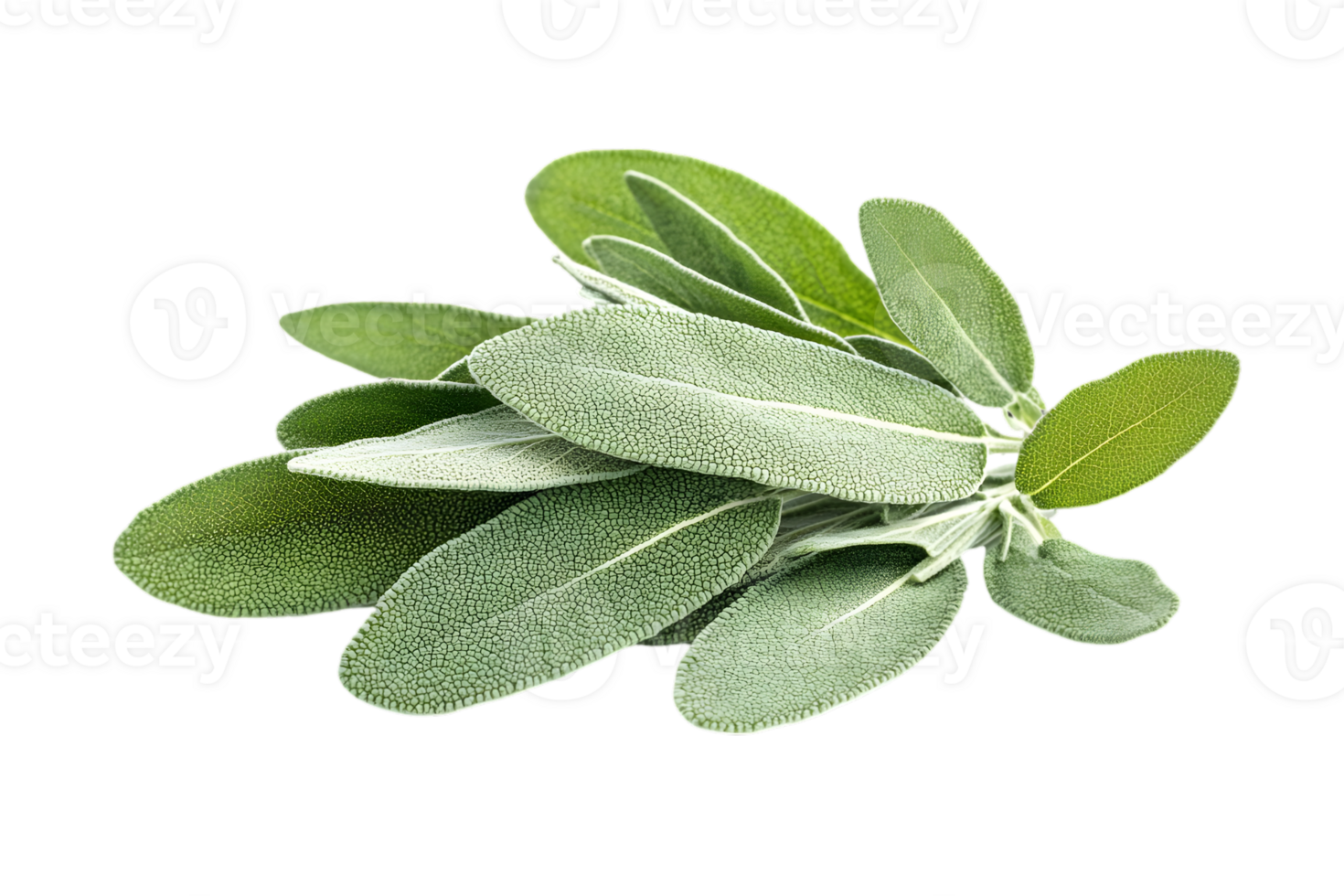 Fresh Sage Leaves Against Black Background png