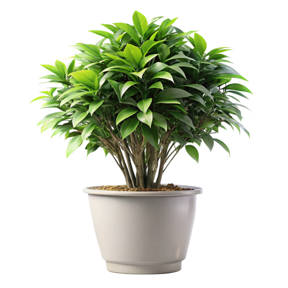 A Lush Green Schefflera Arboricola Plant in a White Pot a Perfect Indoor Houseplant png