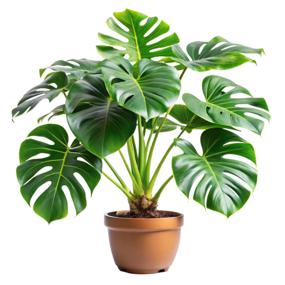 A Vibrant Monstera Deliciosa Plant in a Brown Pot against a Black Background png