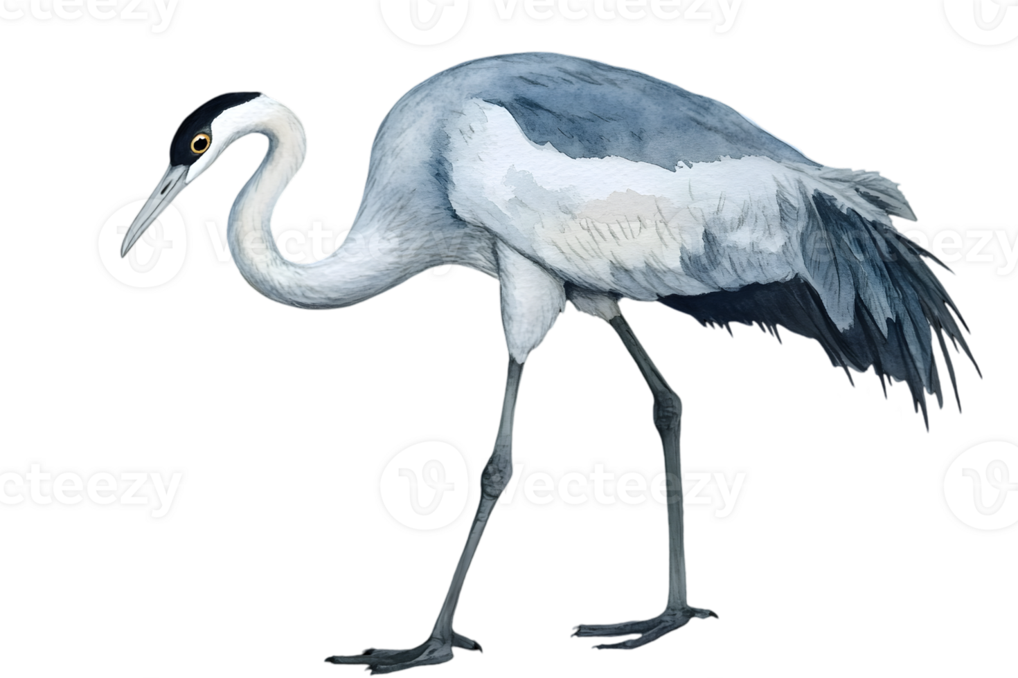 Gray Crane Side View Portrait png
