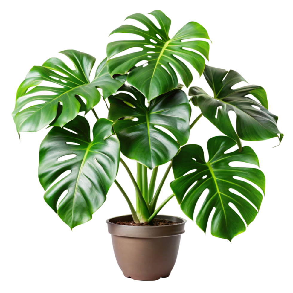 A Stunning Monstera Deliciosa Houseplant in a Brown Pot png