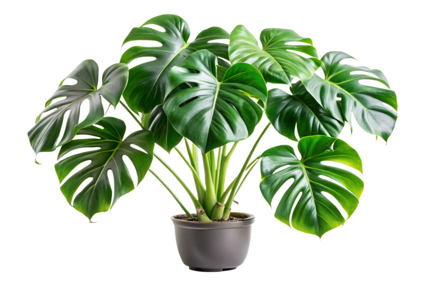 Lush Green Monstera Deliciosa Houseplant in a Gray Pot Against a Black Background png