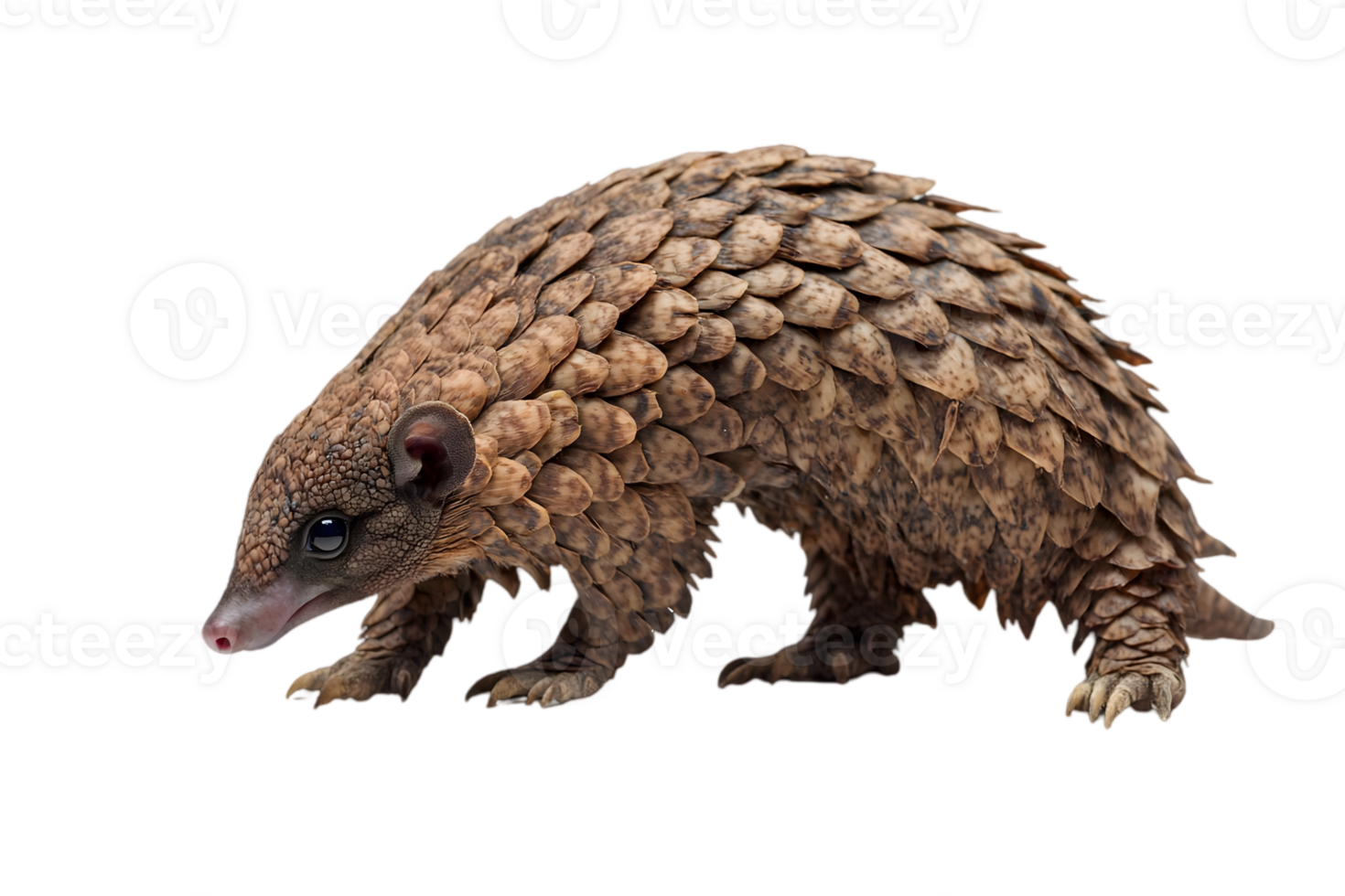 Pangolin Profile Against with isolated transparent Background png