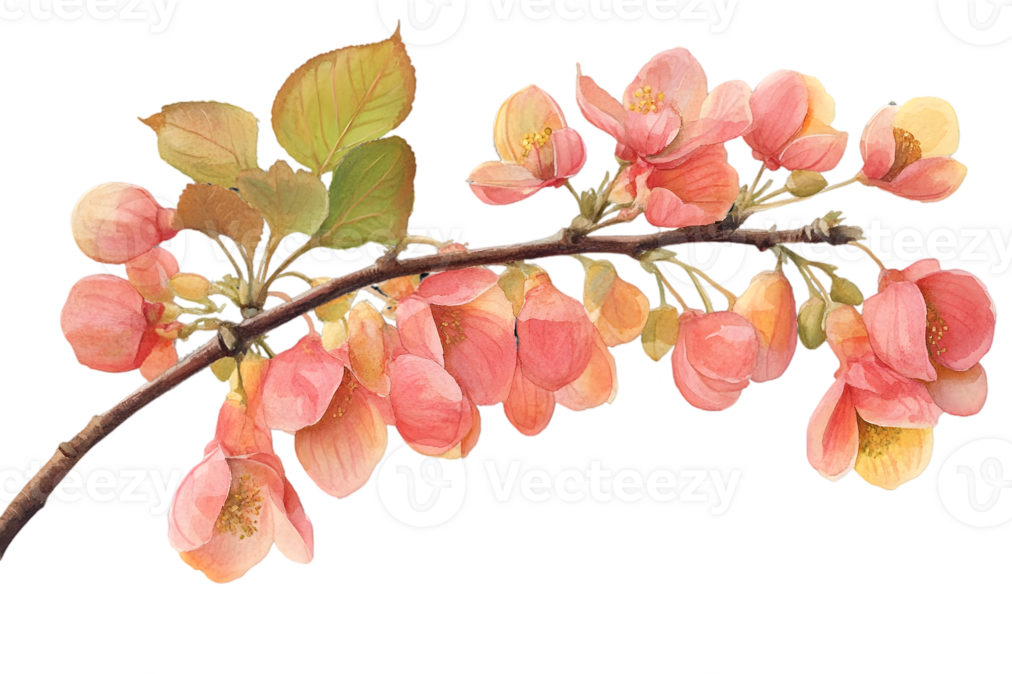 Pastel Pink Apple Blossom Branch png