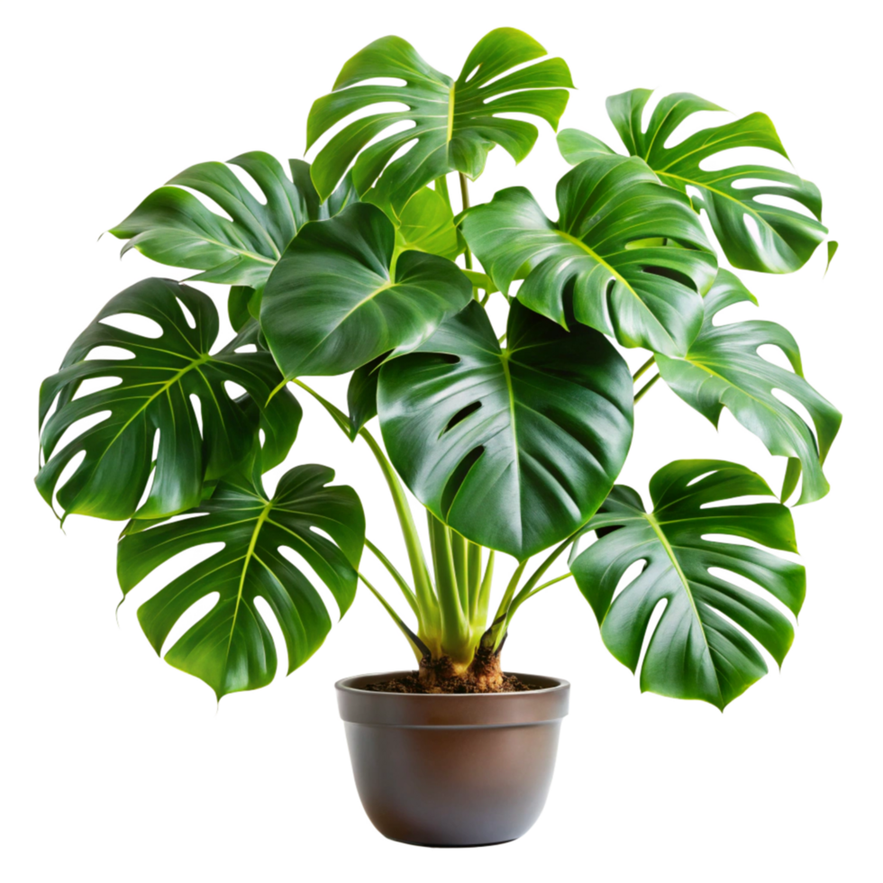 Lush Green Monstera Deliciosa Plant in a Brown Pot, Vibrant Tropical Foliage, Indoor Houseplant png