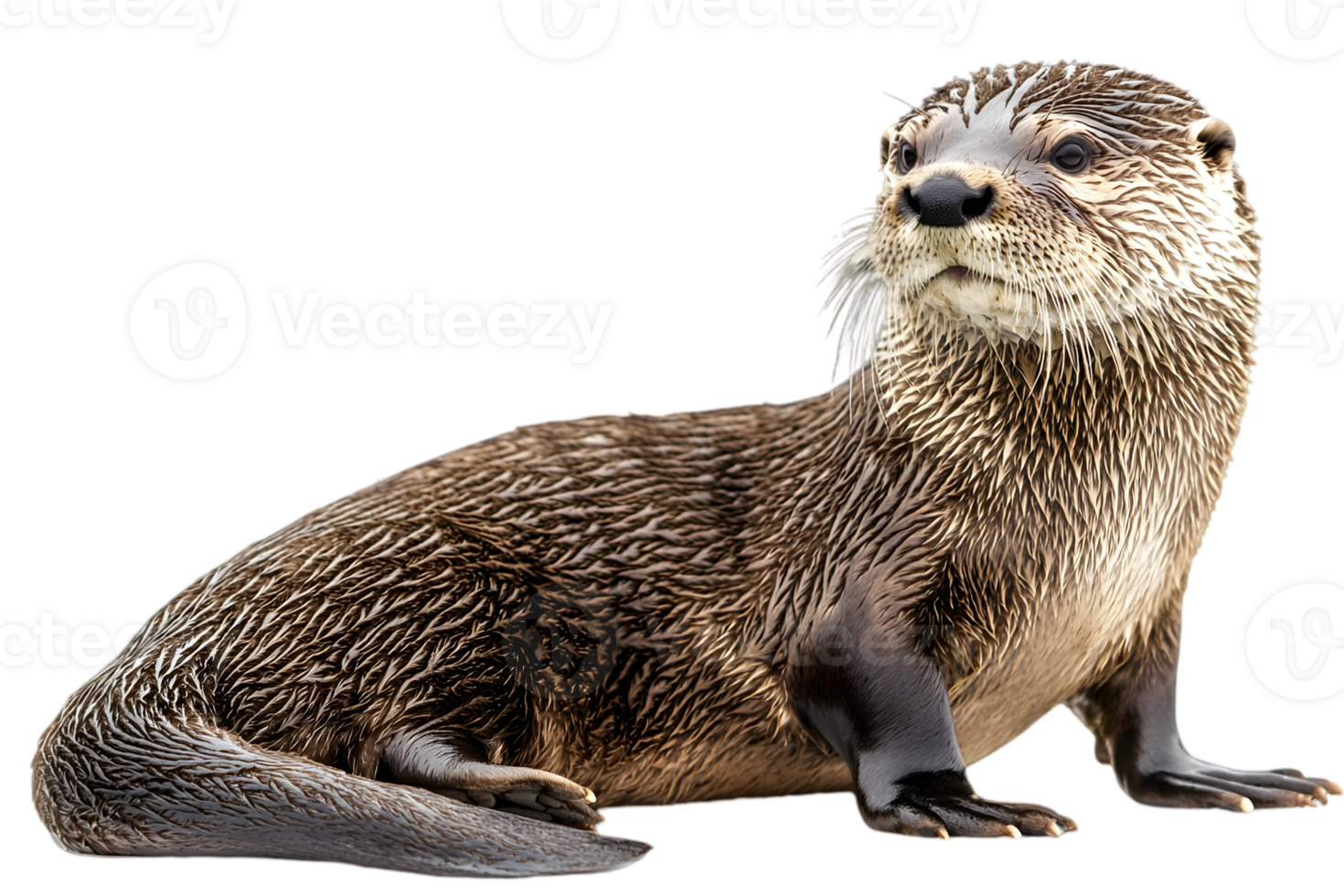 Otter Portrait Against Black Background png