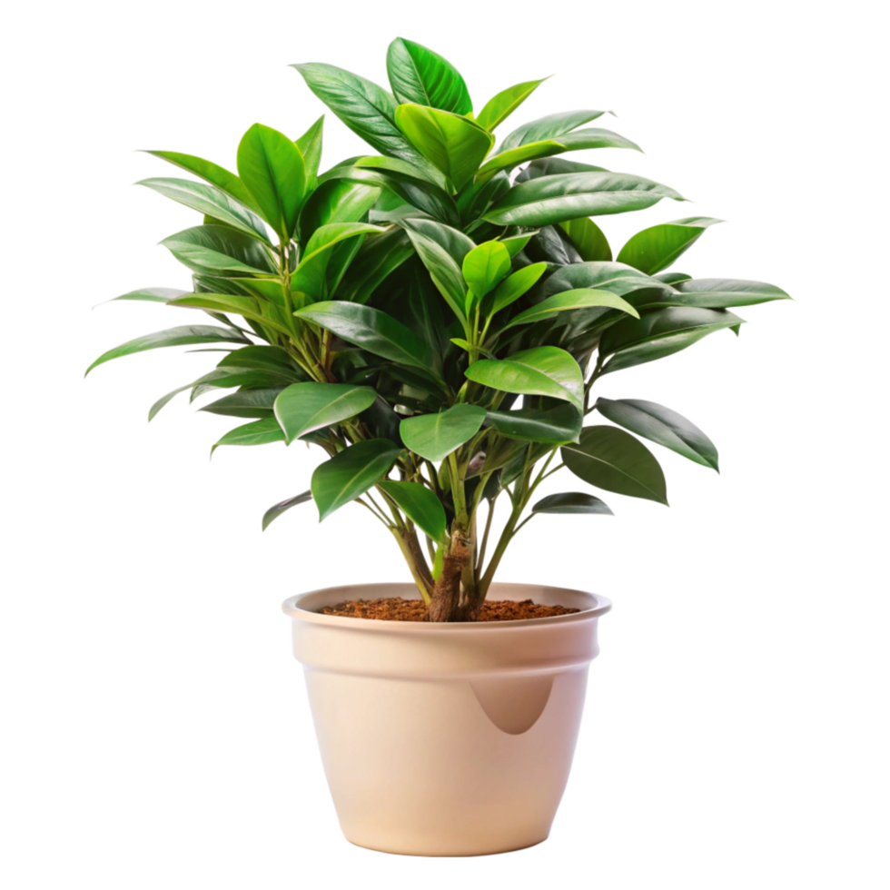 Lush Green Rubber Plant in a CreamColored Pot A Vibrant Houseplant for Home Decor png