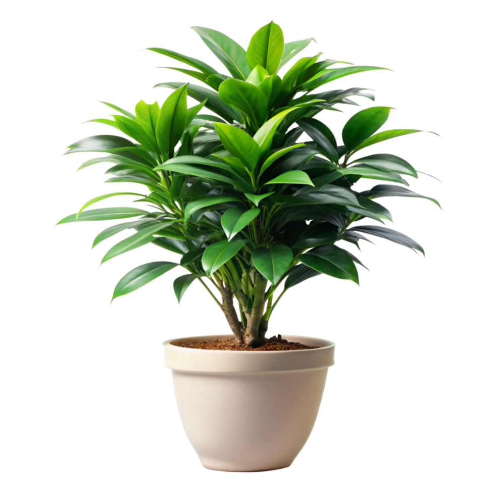 Lush Green Dracaena Marginata Plant in a CreamColored Pot A Stunning Houseplant png
