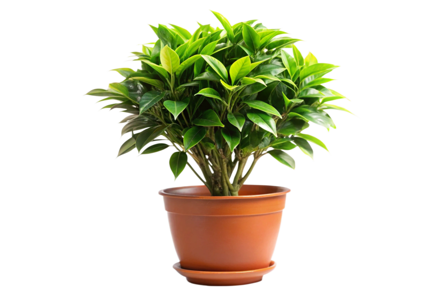 A Lush Green Plant in a Terracotta Pot on a Black Background png