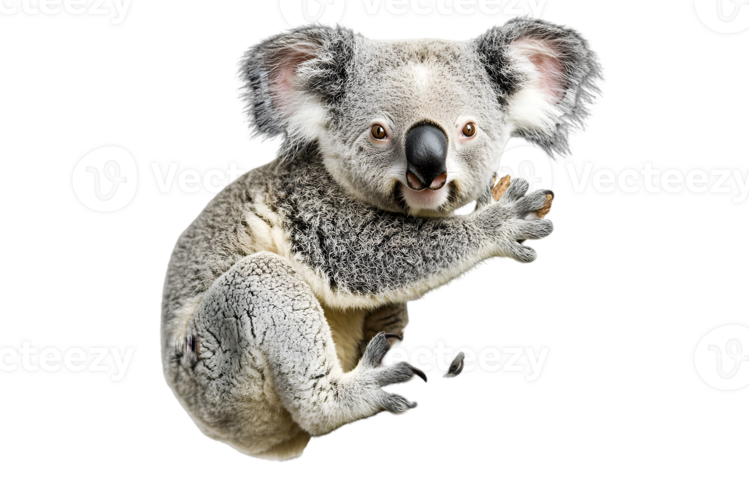 Koala Holding Nut Against Black Background png