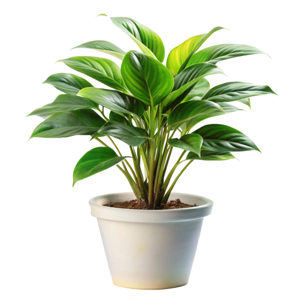A vibrant green potted plant with lush leaves in a white pot against a black background png