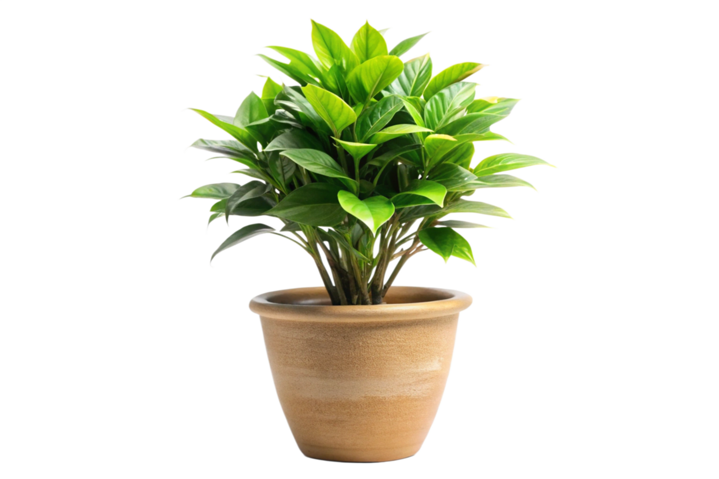 Lush Green Plant in a Beige Pot Against a Black Background A Vibrant Houseplant in a Simple Earthenware Container png