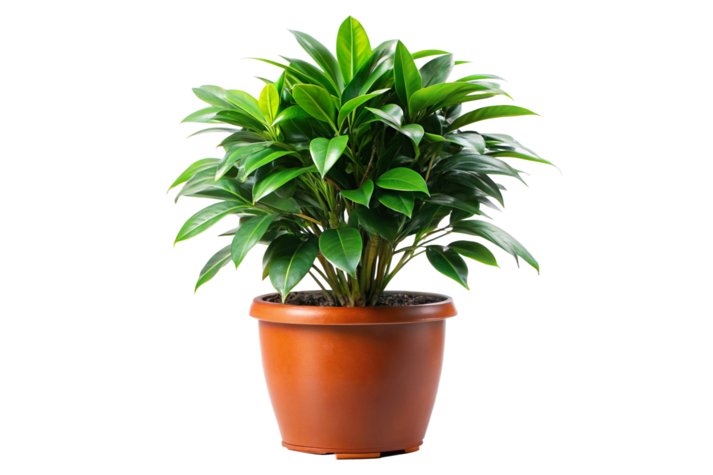 A Lush Green Plant in a Brown Pot Against a Black Background png