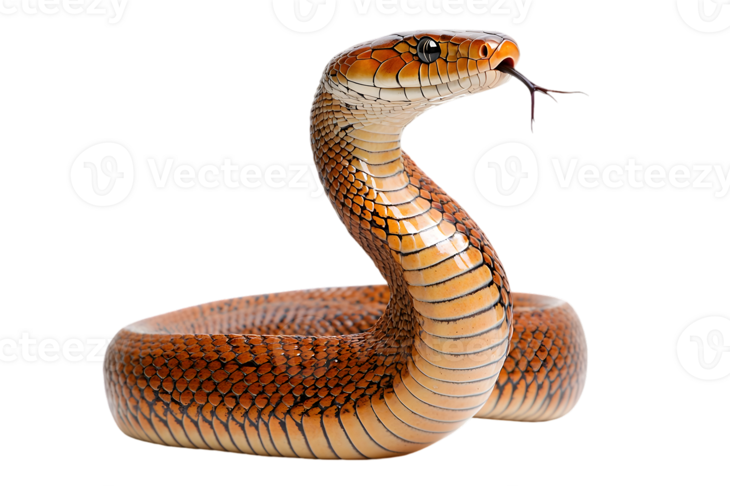 Orange And Brown Snake Portrait On Black Background png