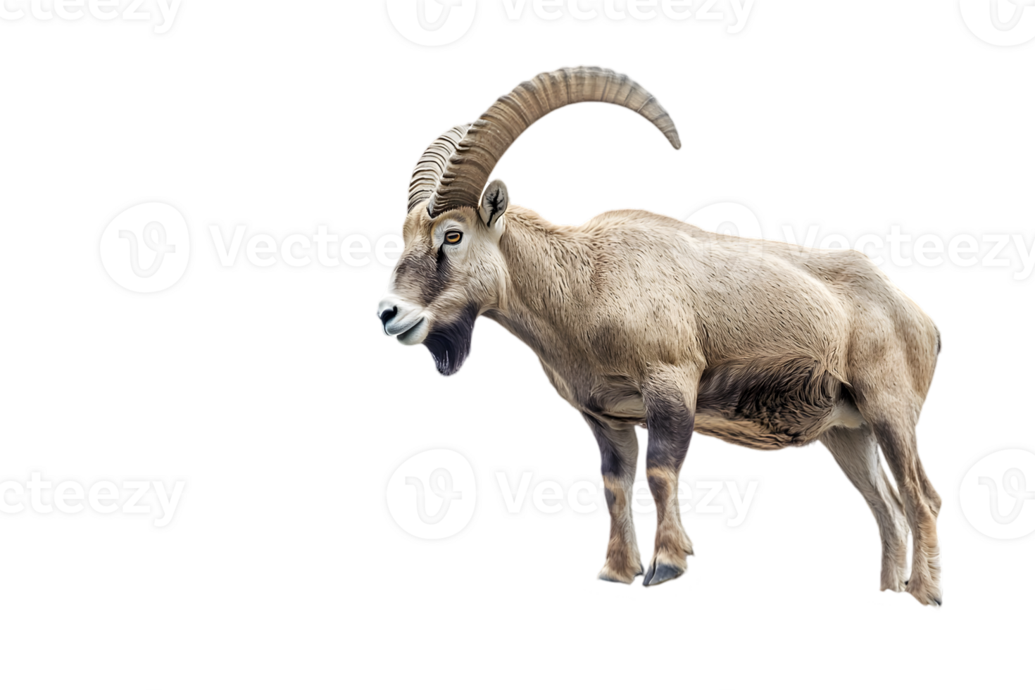 Mountain Goat Profile View on isolated transparent Background png