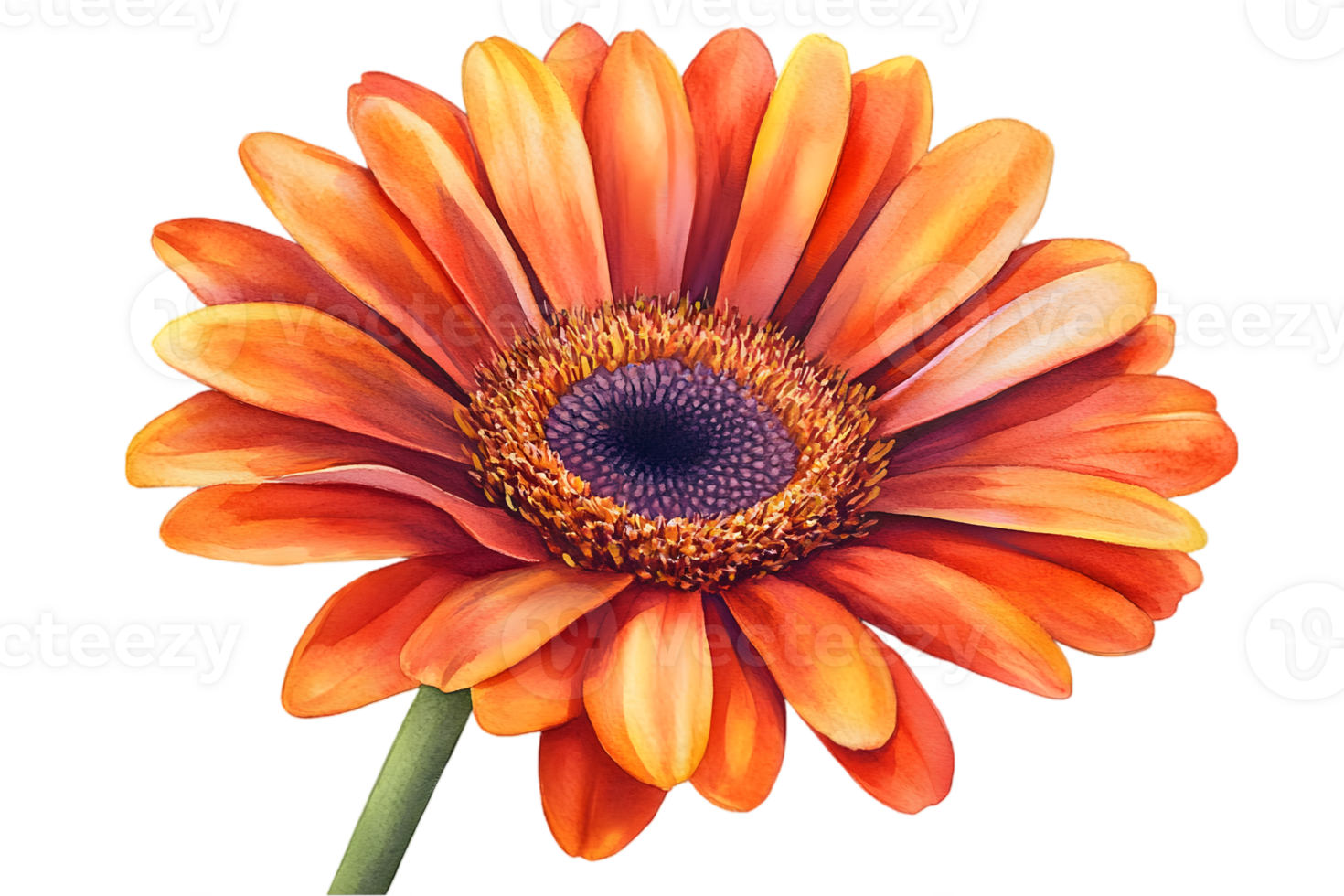 Orange Gerbera Flower Illustration png